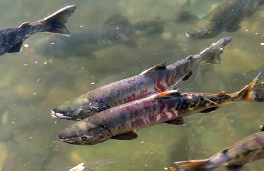 VIDEO: Sockeye Salmon, A Bristol Bay Treasure