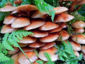 LacklusterLaccaria - a gilled mushroom - Trail of Time Mendenhall Rec Area 7-14 (2)