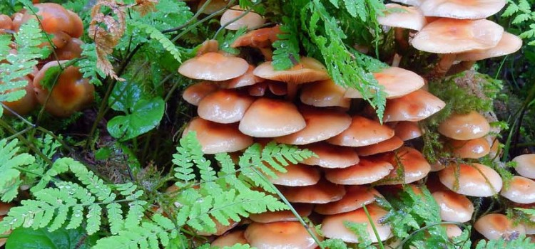 Mushroom Eruption  in the Tongass National Forest