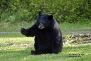 Bear Begging for lunch Taku Lunch 5-16-15Low Res