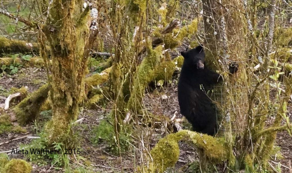 Nicky Cub in Tree Mendenhal Recreation Area Juneau Alaska 5-8-15 low res