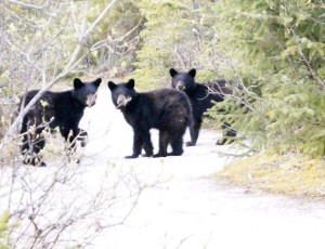Nicky cubs on Moraine Ecology Trail 5-8-15 cropped