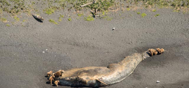 NOAA Declares Whales Deaths in Gulf of Alaska an Unusual Mortality Event