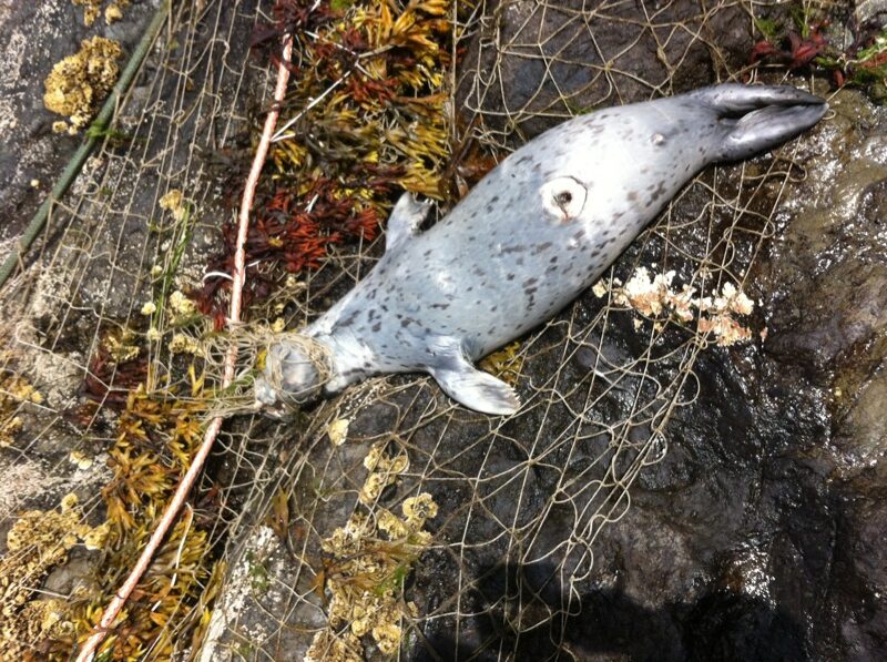 This image has an empty alt attribute; its file name is Halibut-Cove-Entanglement-rotated.jpg