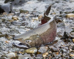 <Strong>Salmon Die to Renew<br><Strong><i>Many species depend on salmon to survive and thrive<strong></i><em></em>