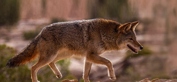 <strong>A Coyote is so Much More Than a Cat-Eating Canidae<br></strong><strong><em>Interpreting the Misinterpreted</em></strong>